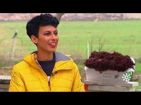 Guía para encontrar tiendas de jardinería en San Juan de Aznalfarache