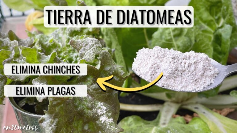 Gu&iacute;a de Compras para Productos de Yoga en Tomares