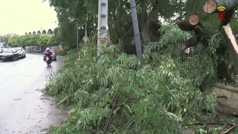 Zonas con Mayor Densidad de &Aacute;rboles en Utrera
